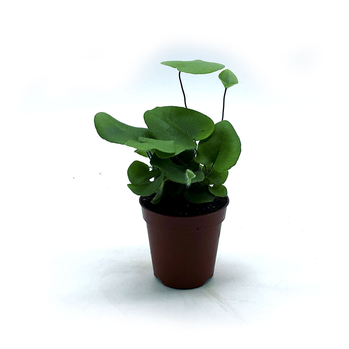 Hemionitis arifolia | Herzfarn