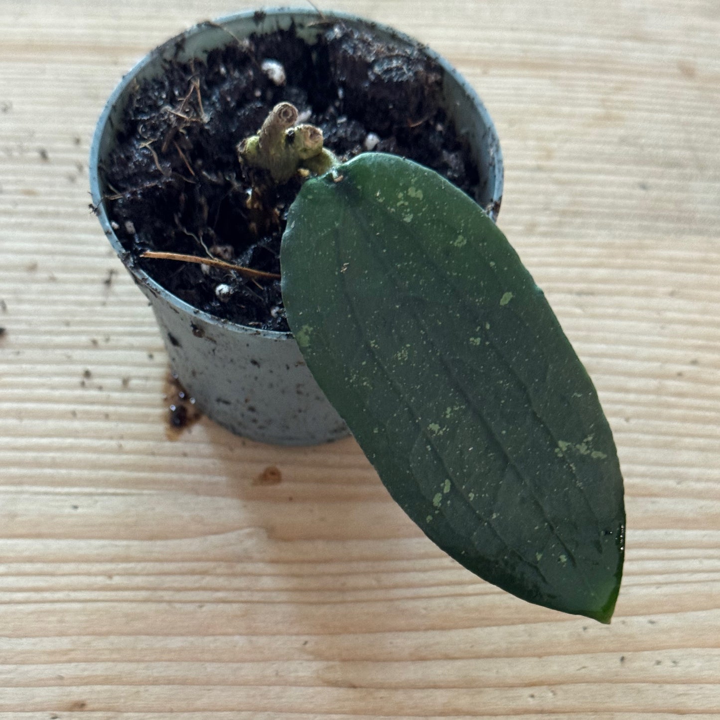 Hoya erythrina