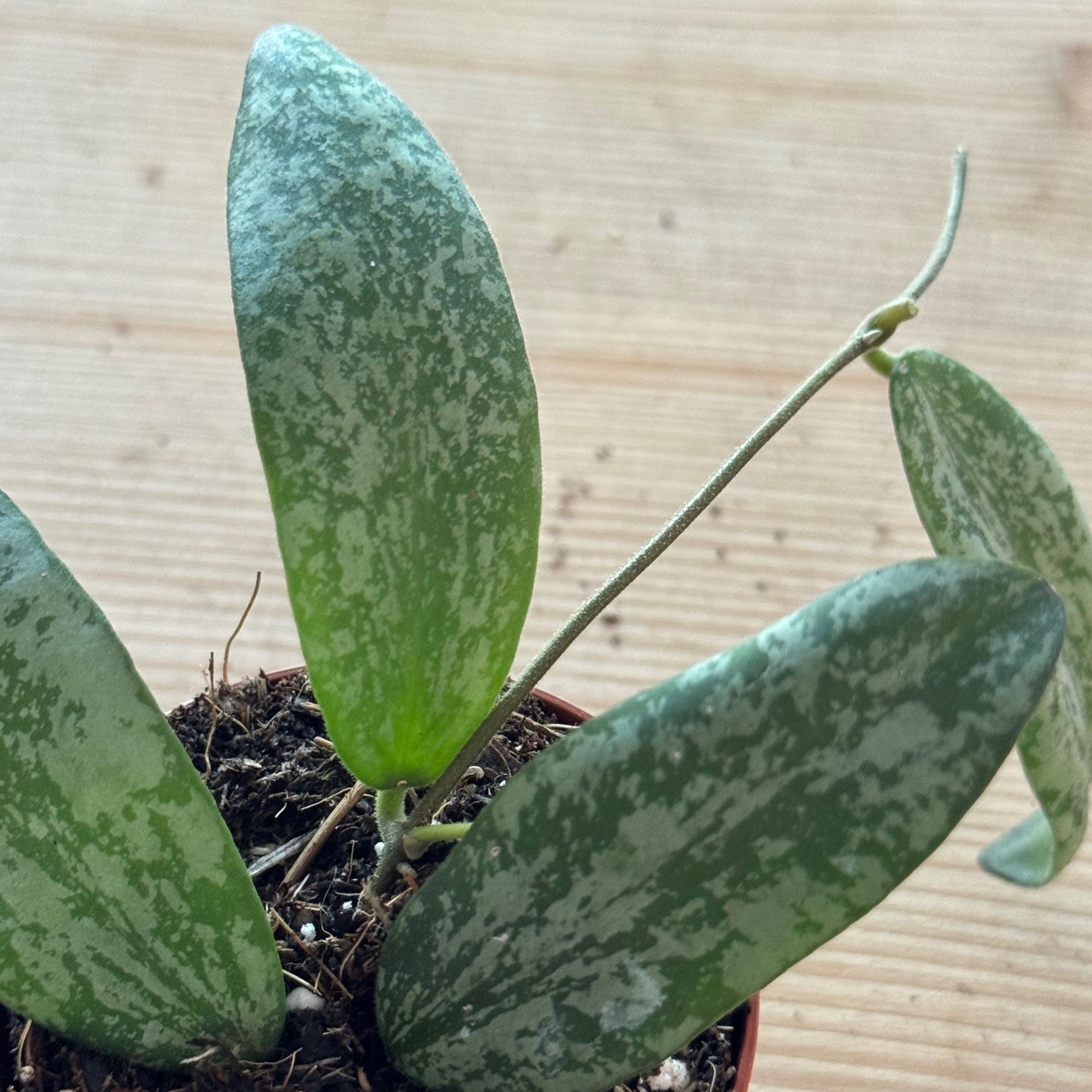 hoya sigillatis 'Silver'