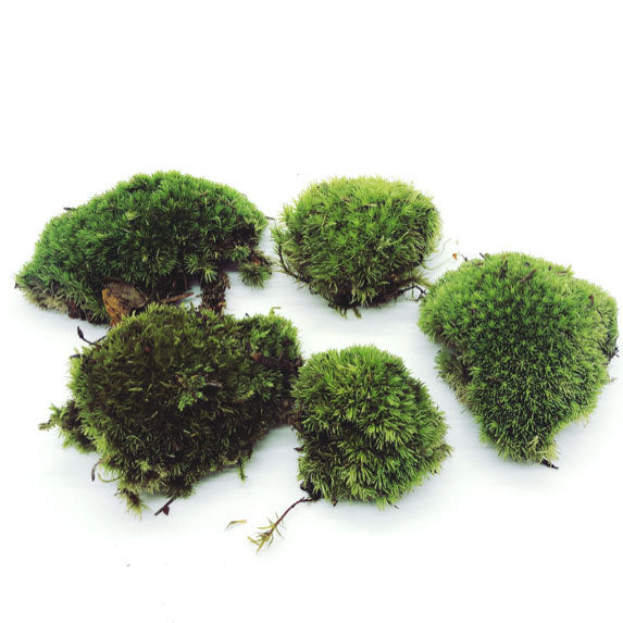 Leucobryum glaucum | Bollenmoos