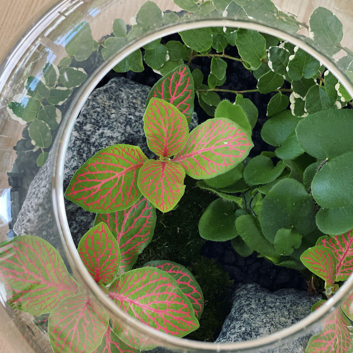 Flaschengarten ‚Kleiner Urwald - Herzfarn‘ - DIY-Set