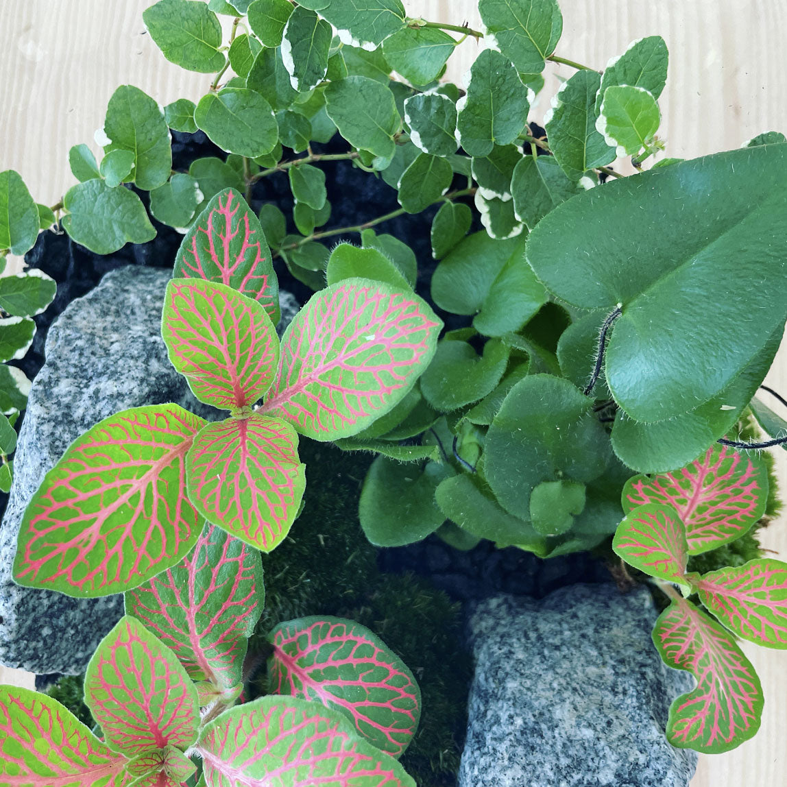 Flaschengarten ‚Kleiner Urwald - Herzfarn‘ - DIY-Set