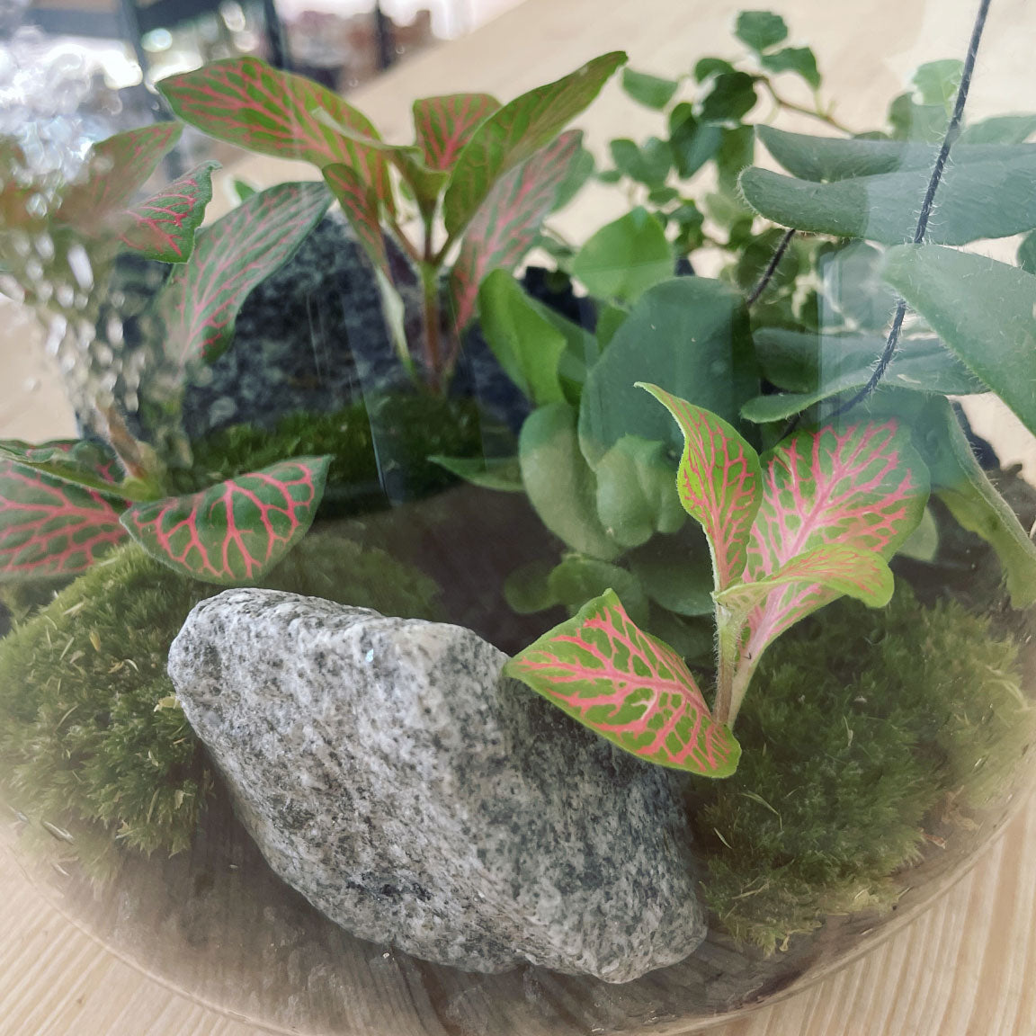 Flaschengarten ‚Kleiner Urwald - Herzfarn‘ - DIY-Set