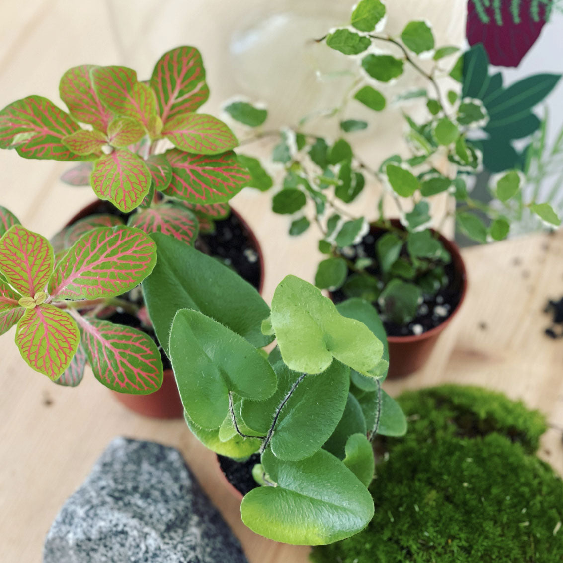 Flaschengarten ‚Kleiner Urwald - Herzfarn‘ - DIY-Set