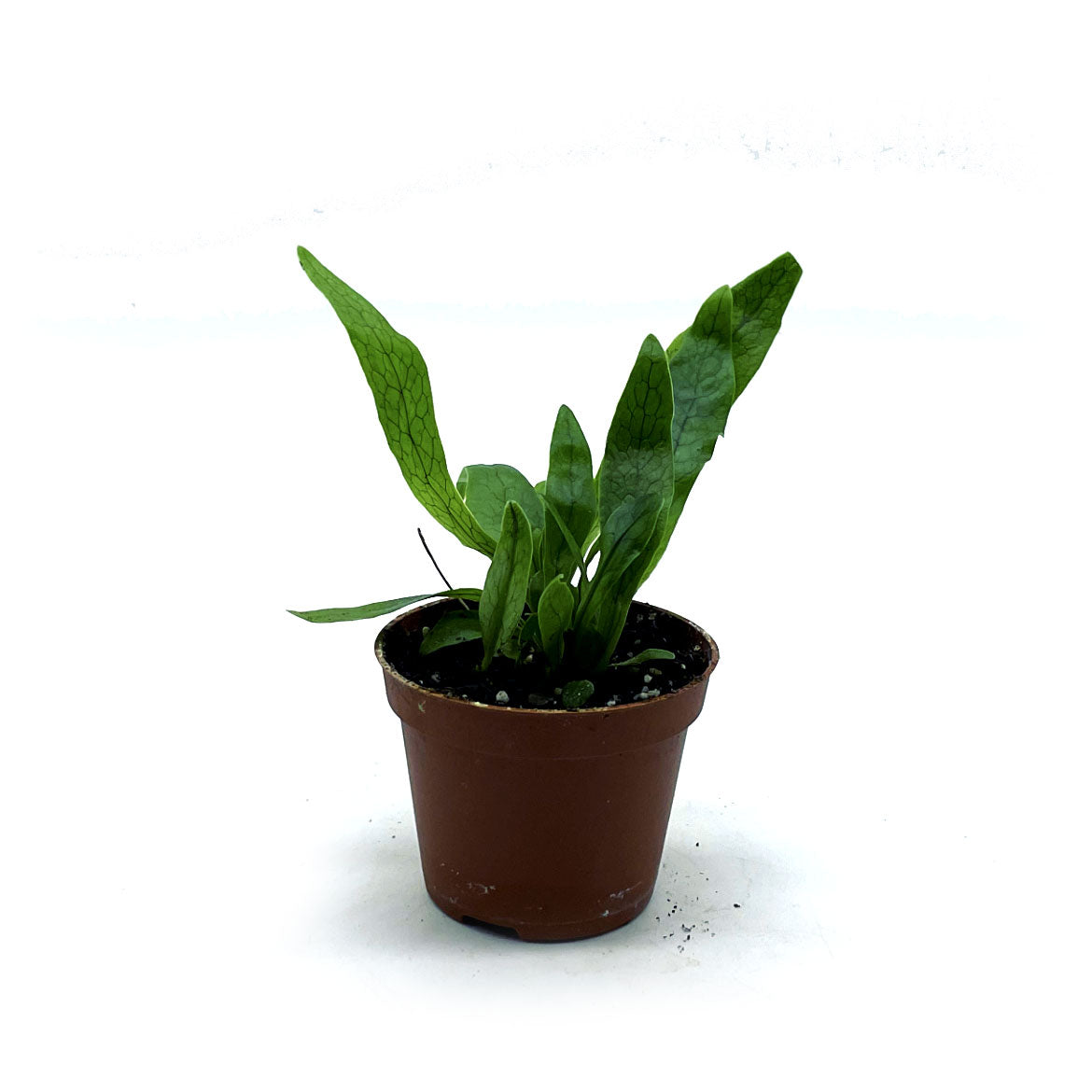 Microsorum musifolium | Krokodilfarn