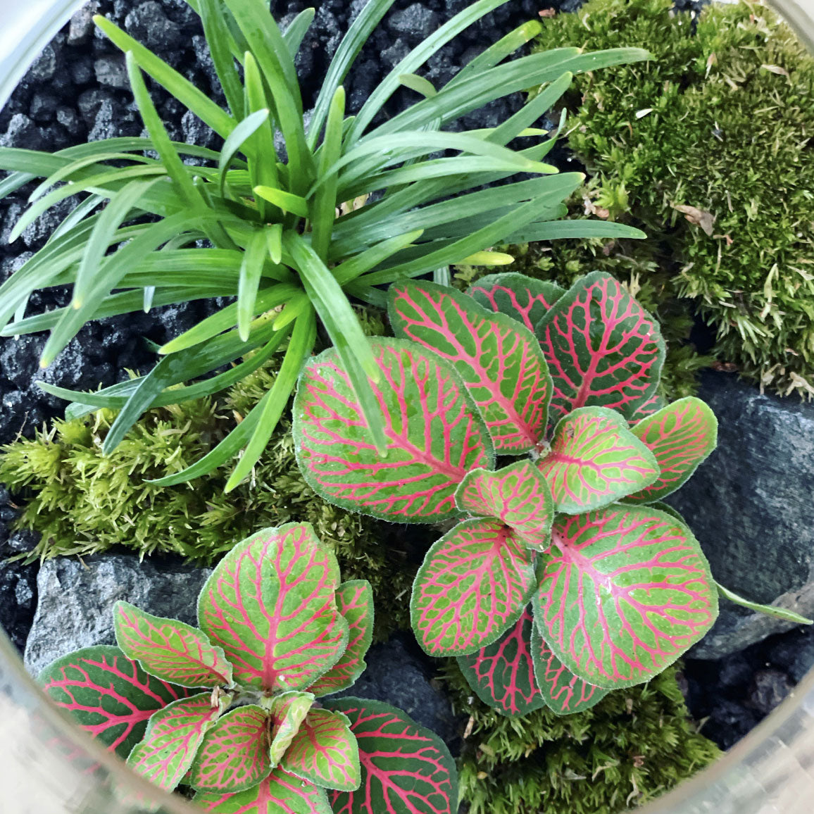 Flaschengarten ‚Plant Bowl Klein‘ - DIY-Set