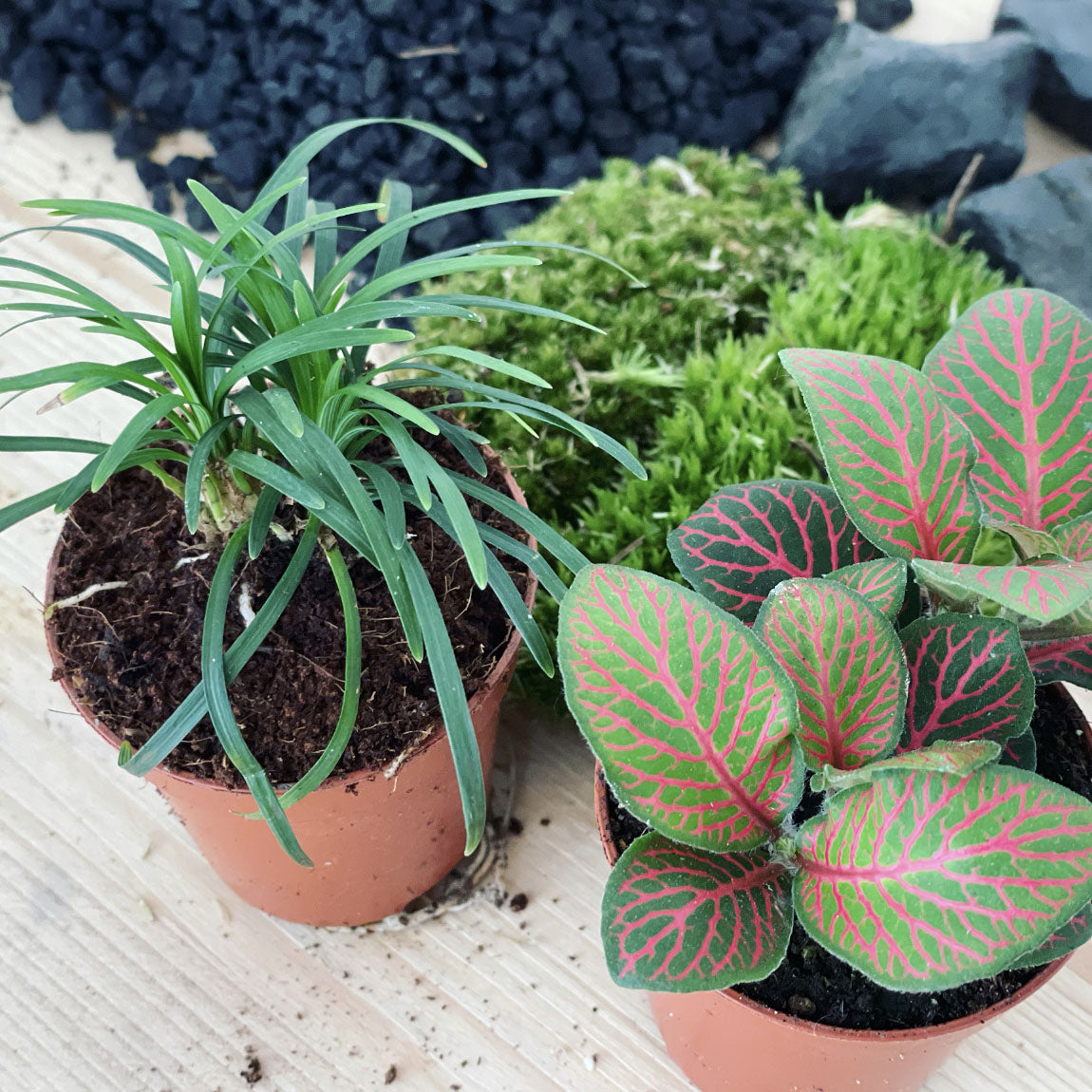 Flaschengarten ‚Plant Bowl Klein‘ - DIY-Set