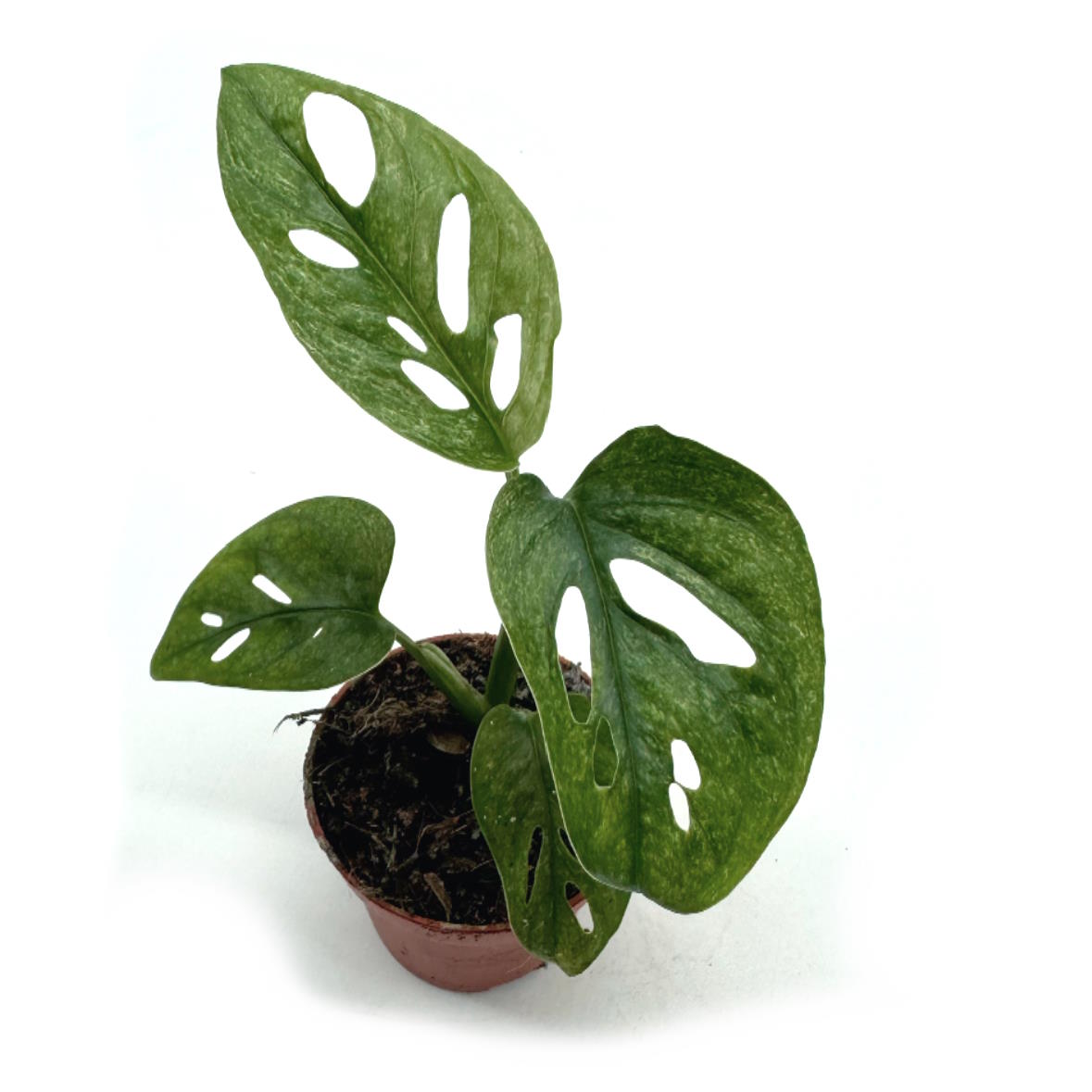Monstera adansonii 'Mint' | Schiefes Fensterblatt