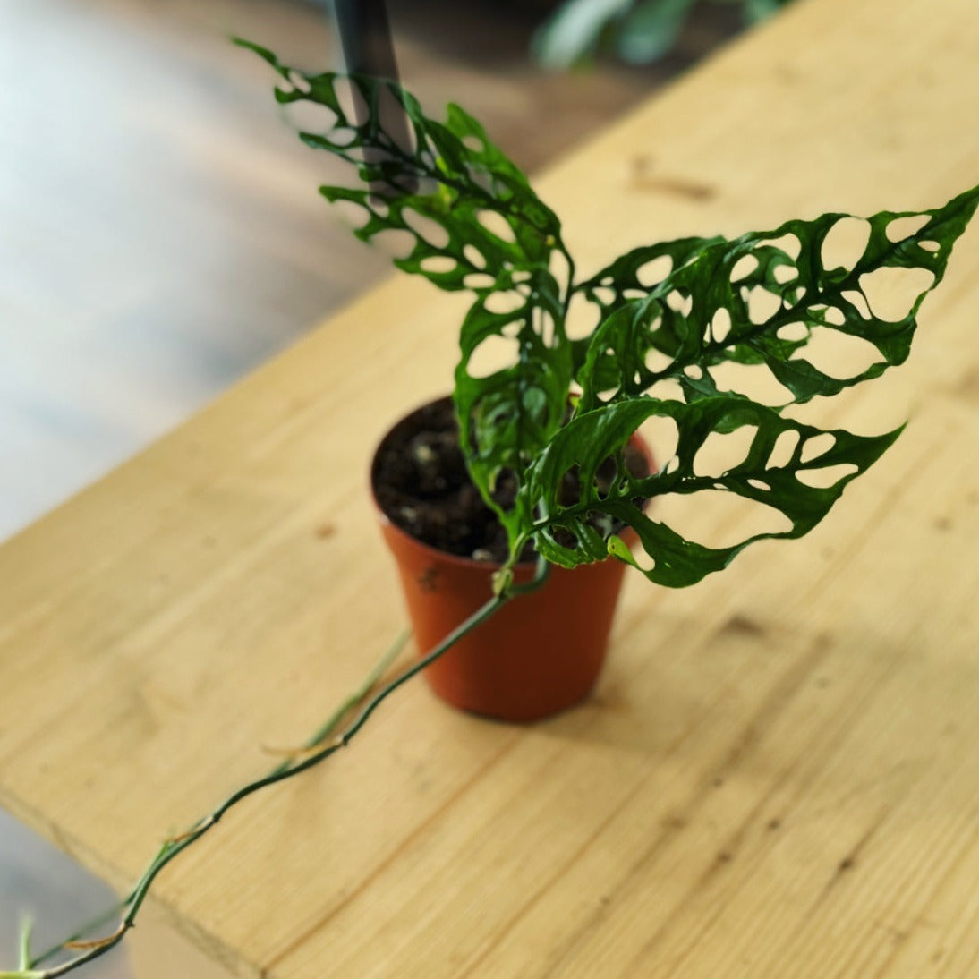 Monstera obliqua 'Peru'