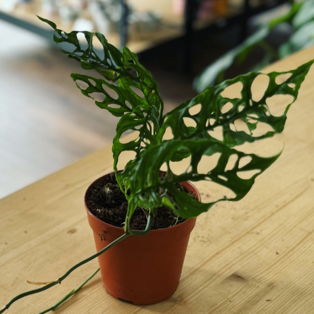 Monstera obliqua 'Peru'