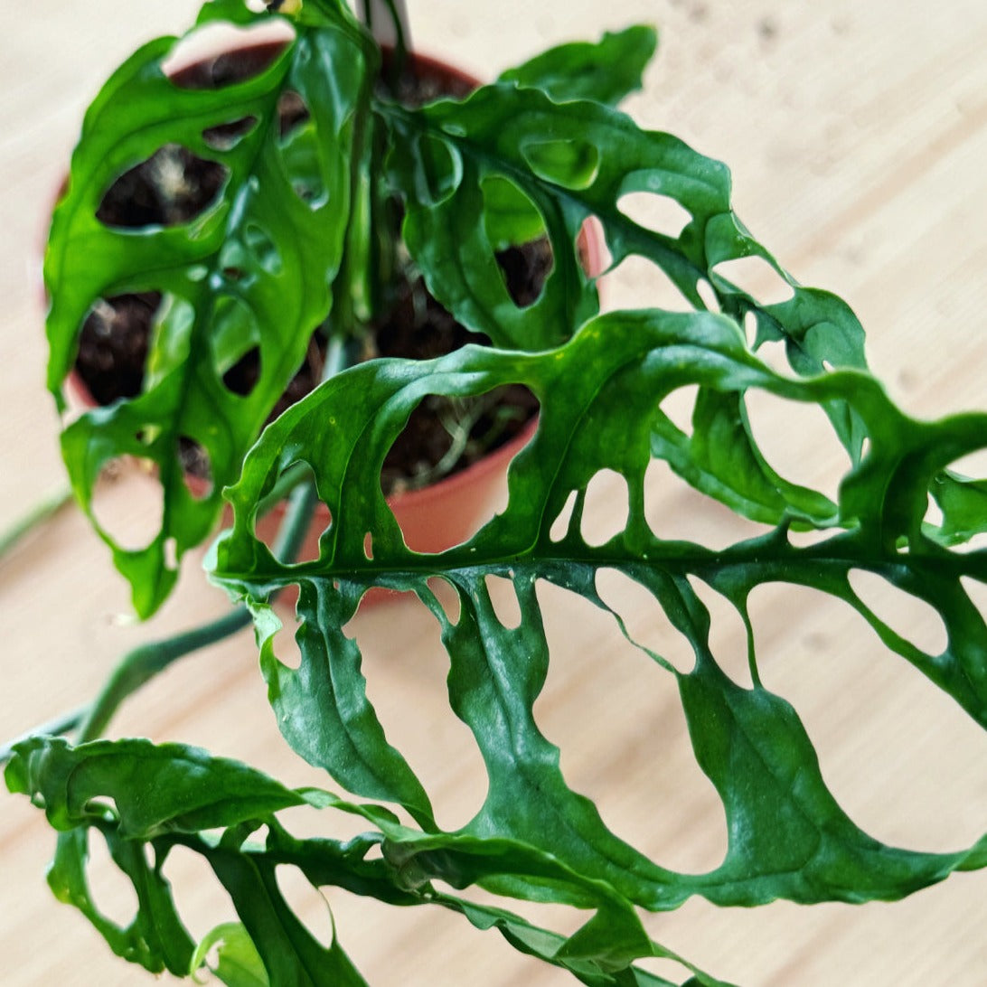 Monstera obliqua 'Peru'