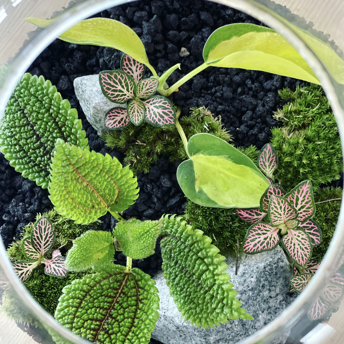 Flaschengarten ‚Großer Urwald - Philodendron‘ - DIY-Set