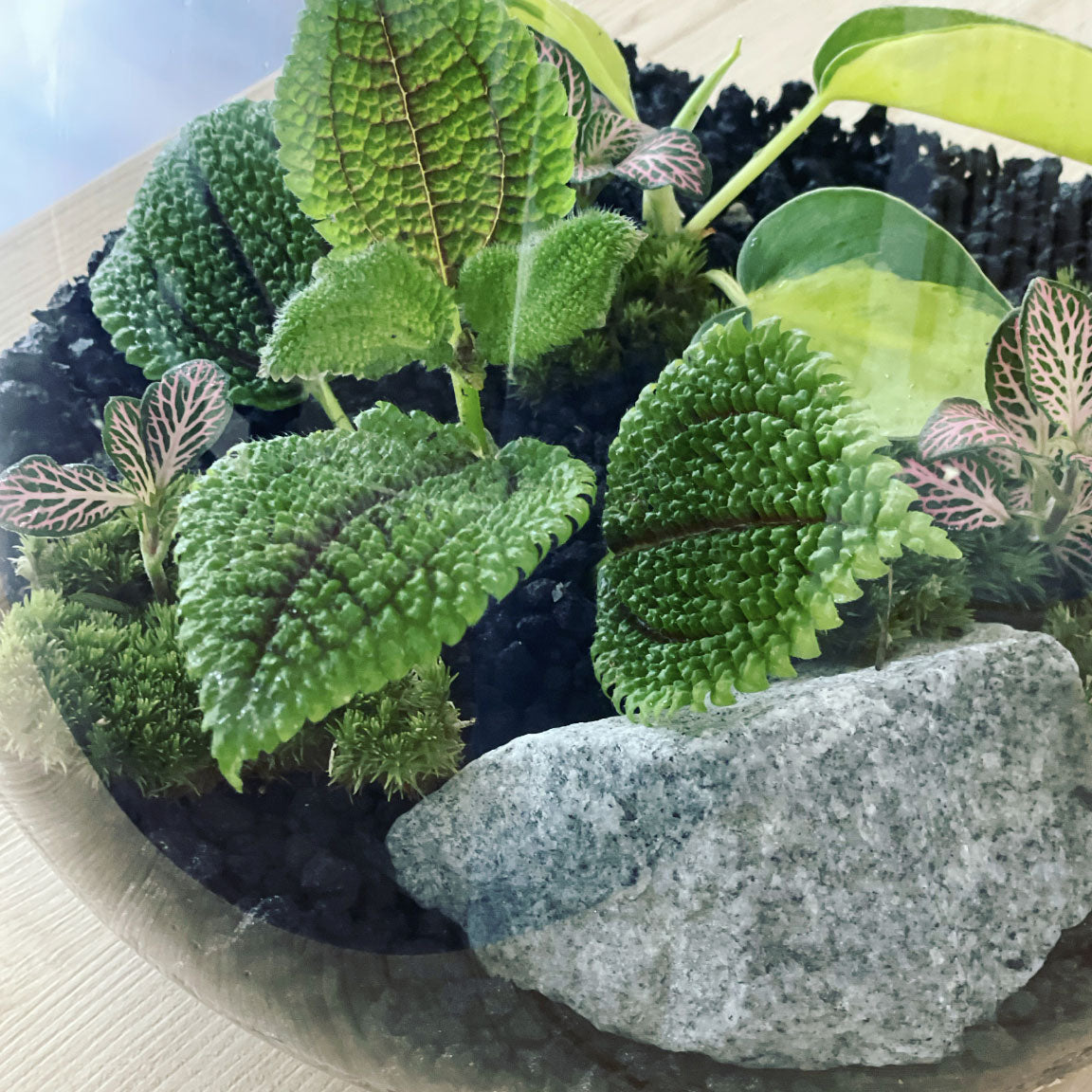 Flaschengarten ‚Großer Urwald - Philodendron‘ - DIY-Set