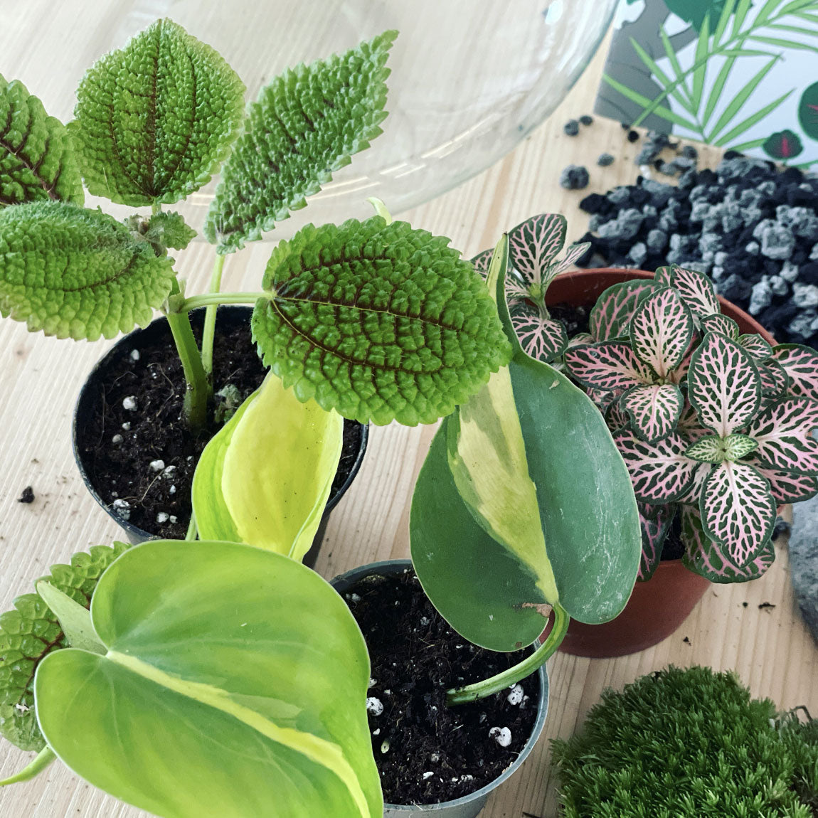 Flaschengarten ‚Großer Urwald - Philodendron‘ - DIY-Set