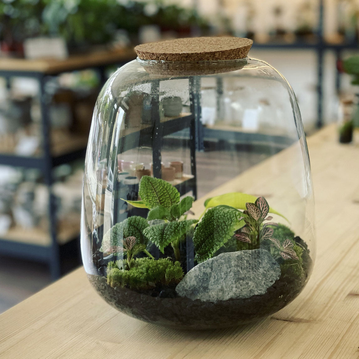 Flaschengarten ‚Großer Urwald - Philodendron‘ - DIY-Set