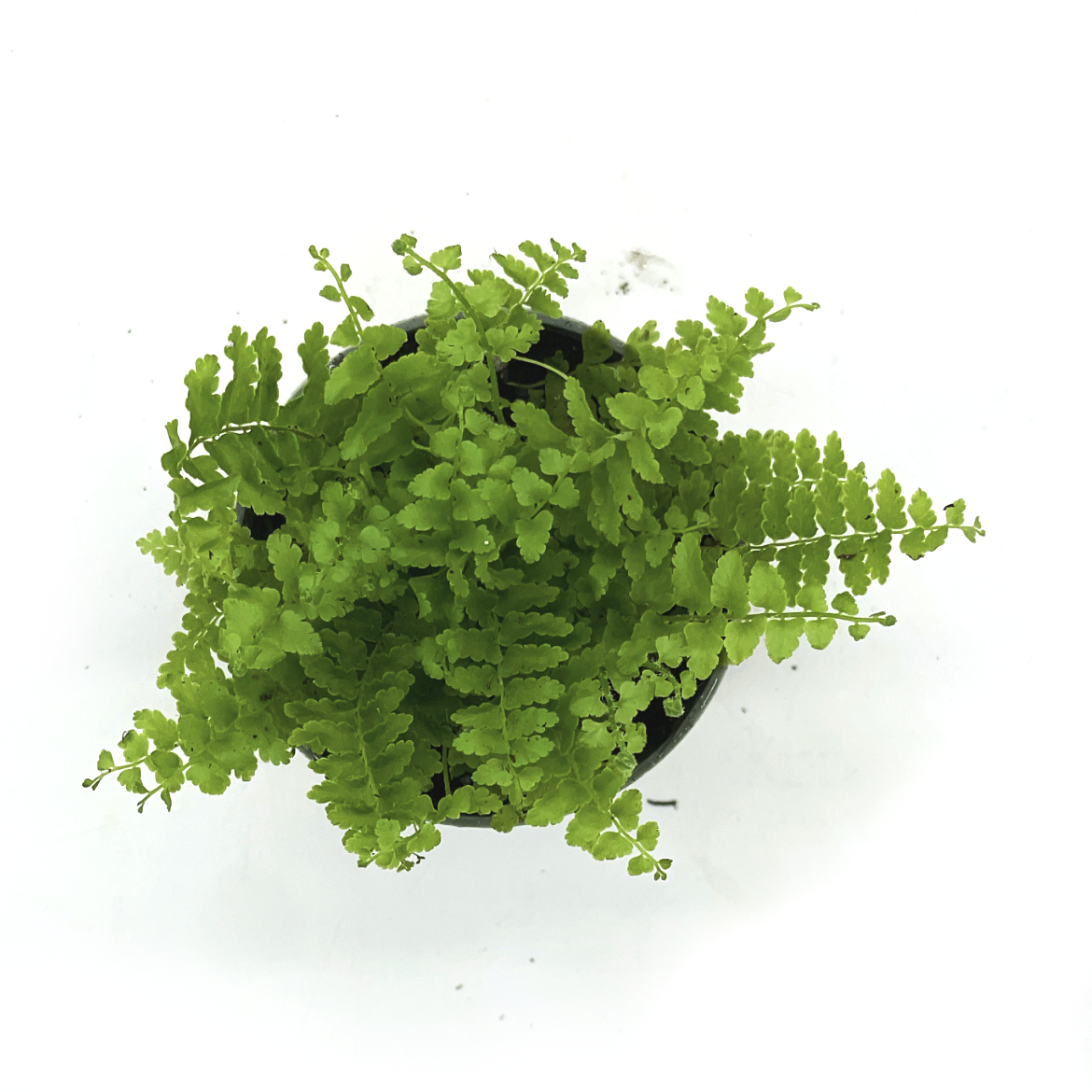 Nephrolepis exaltata 'Green Fantasy' | Schwertfarn