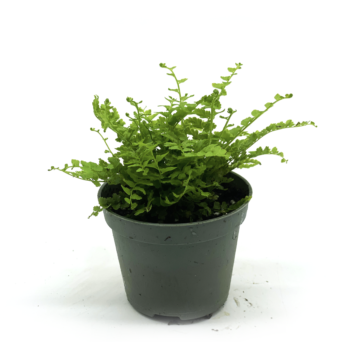 Nephrolepis exaltata 'Green Fantasy' | Schwertfarn
