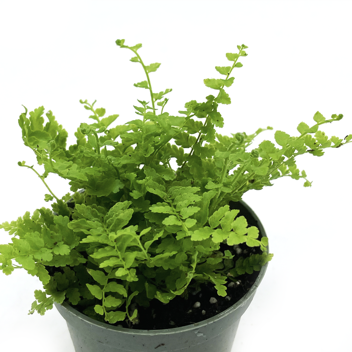 Nephrolepis exaltata 'Green Fantasy' | Schwertfarn