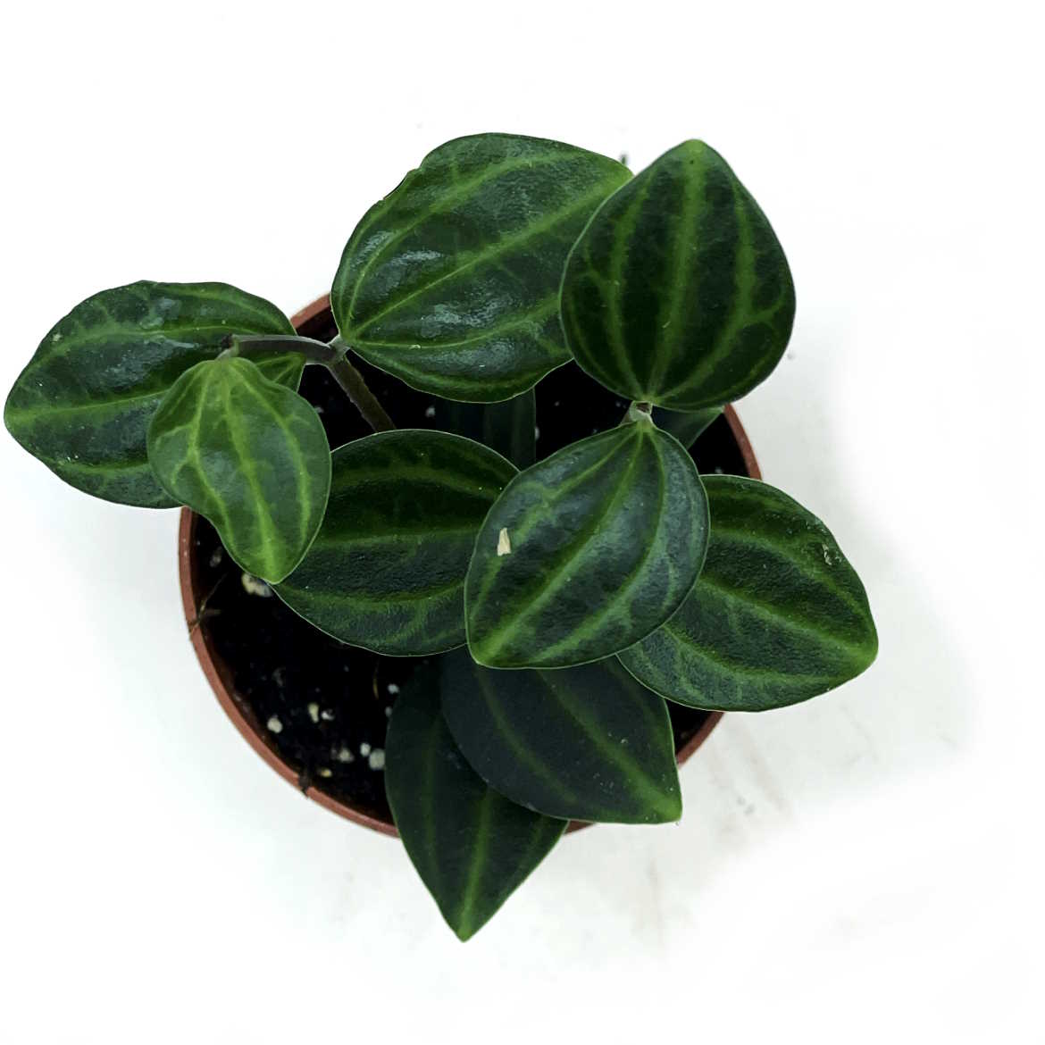 Peperomia angulata | Winkel-Peperomie