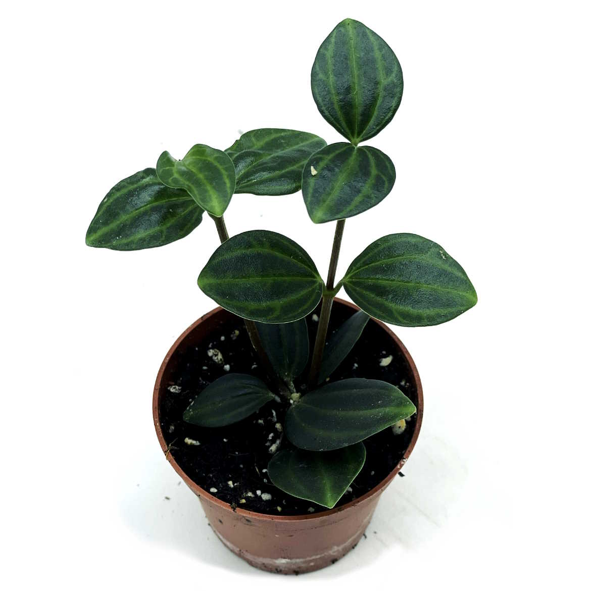 Peperomia angulata | Winkel-Peperomie