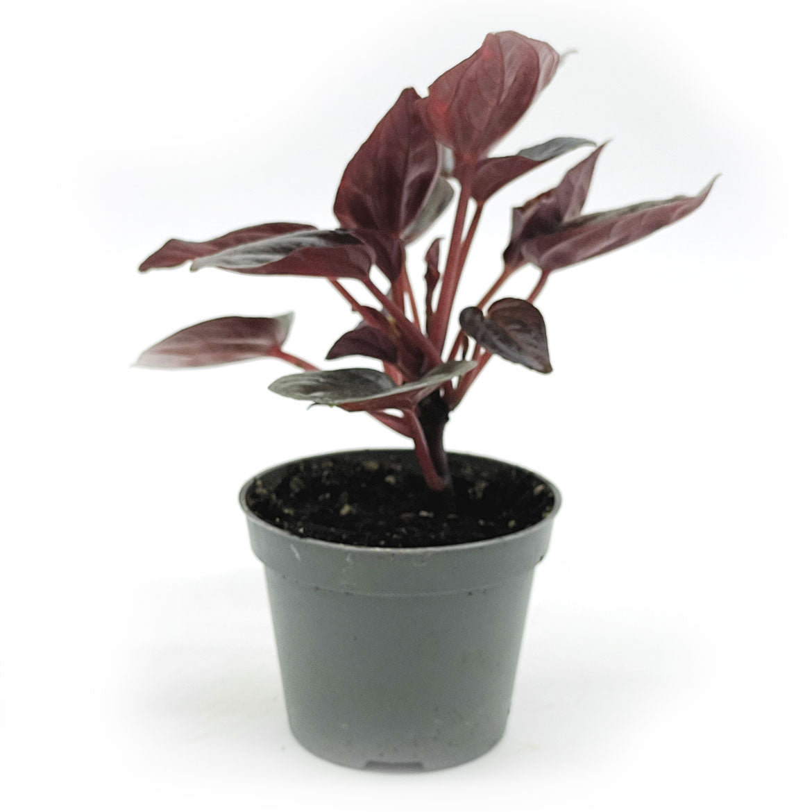 Peperomia caperata 'Brasilia' | Zierpfeffer