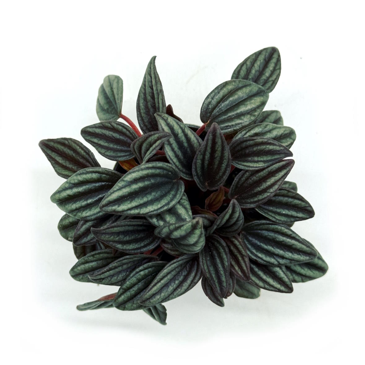 Peperomia caperata 'Lima' | Zierpfeffer