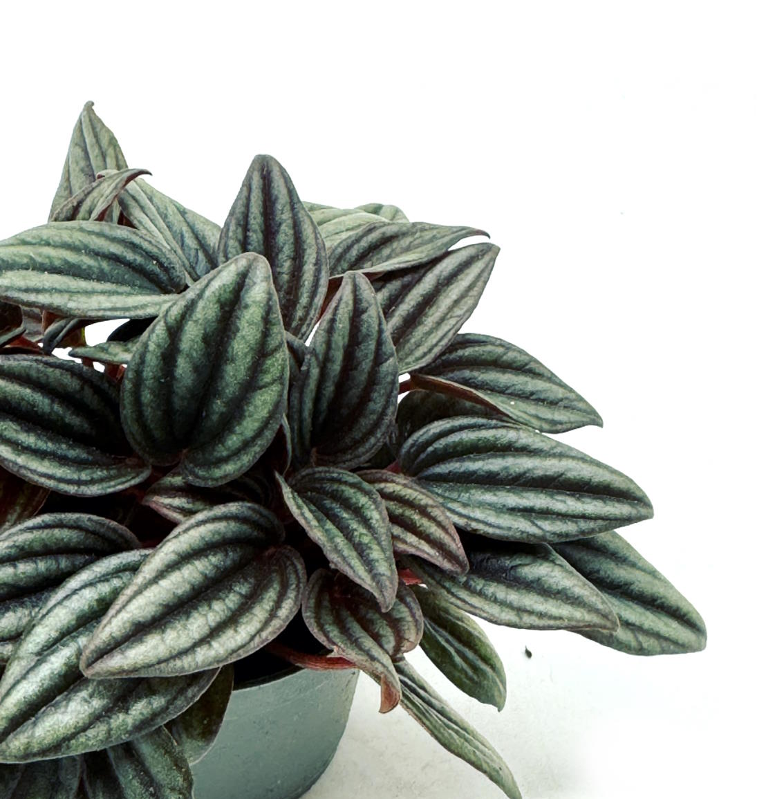 Peperomia caperata 'Lima' | Zierpfeffer
