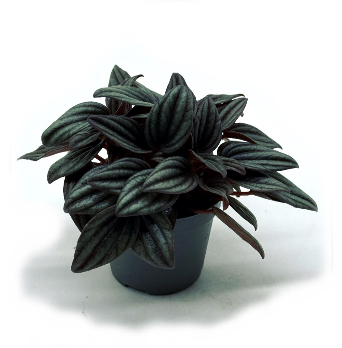 Peperomia caperata 'Lima' | Zierpfeffer
