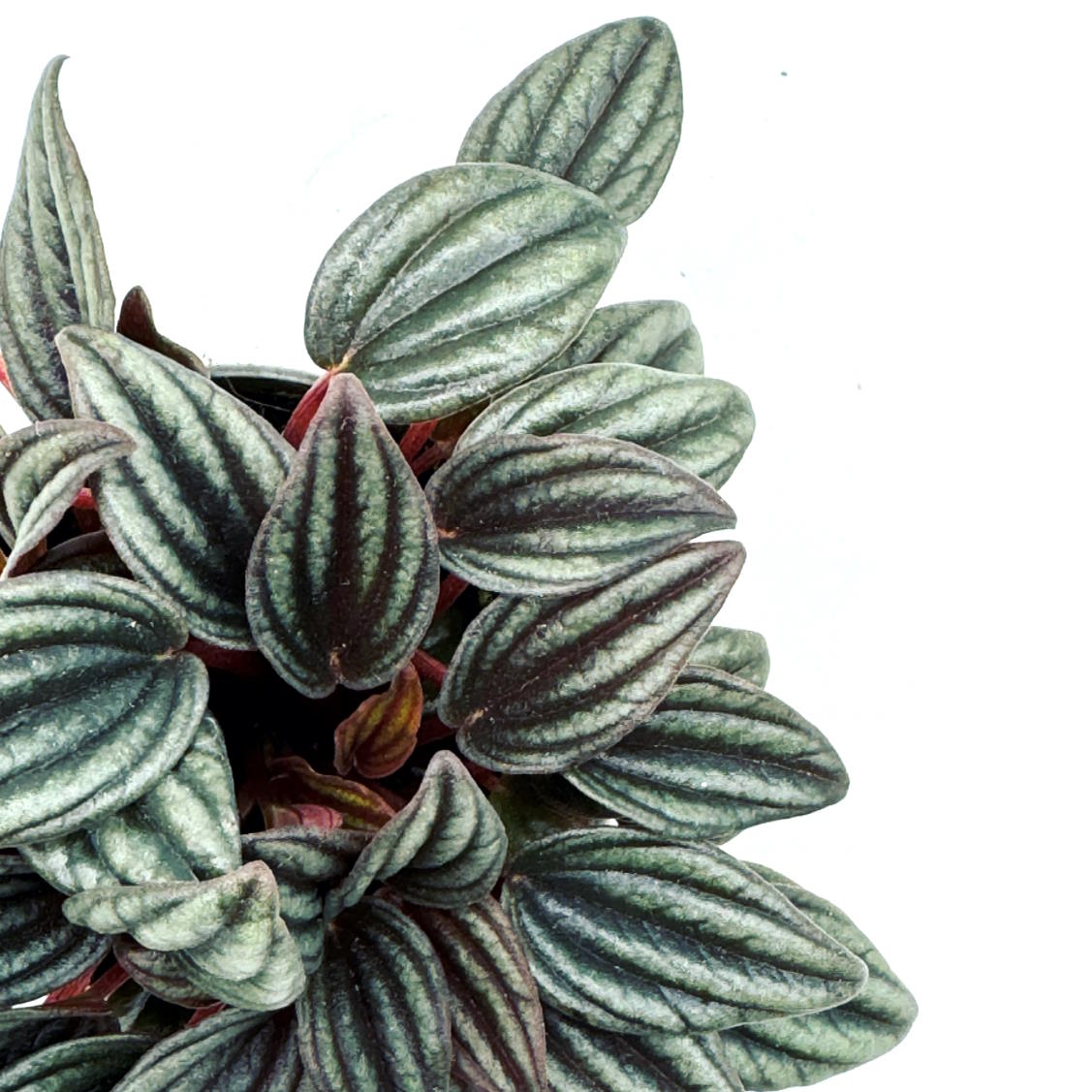 Peperomia caperata 'Lima' | Zierpfeffer