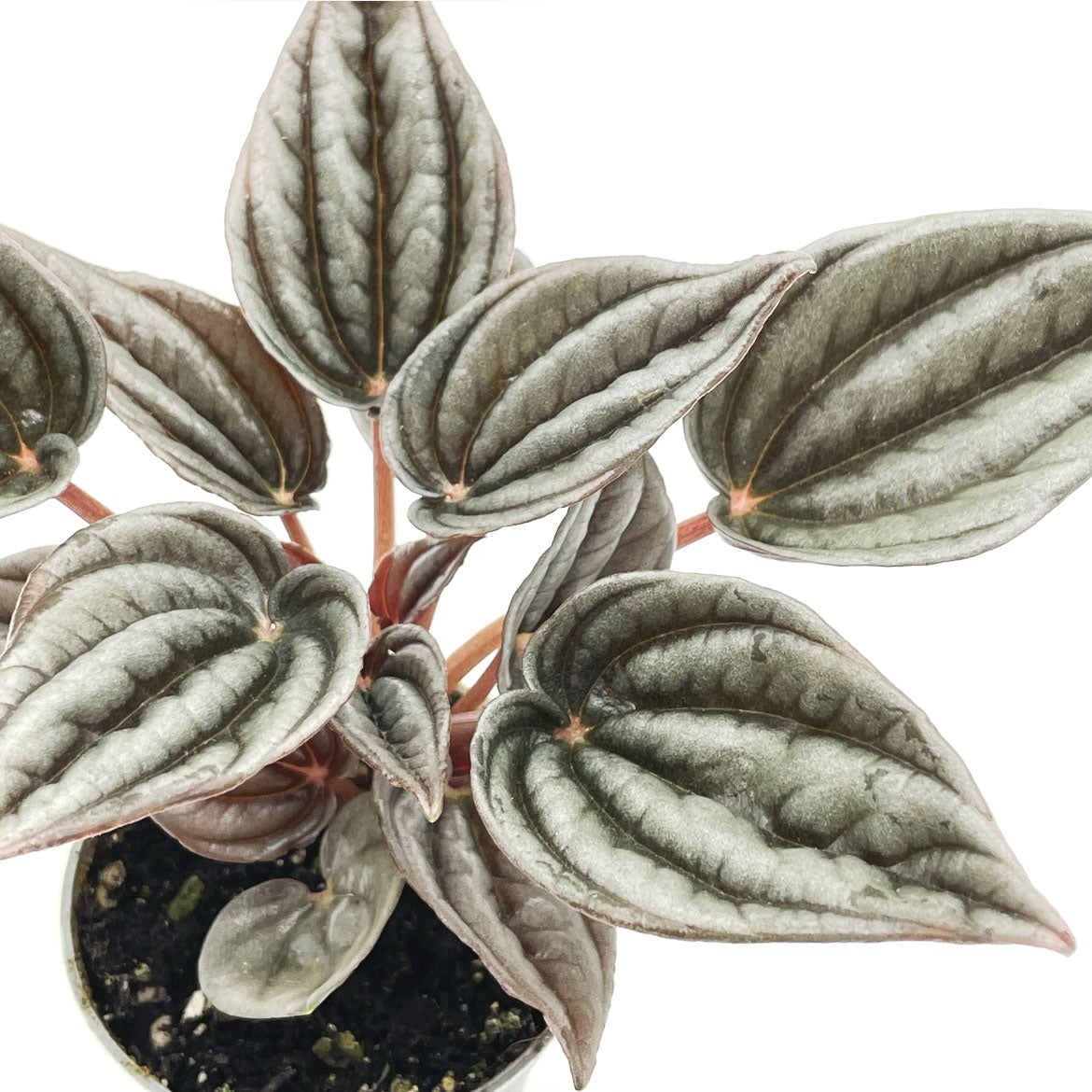Peperomia caperata 'Mendoza' | Zierpfeffer