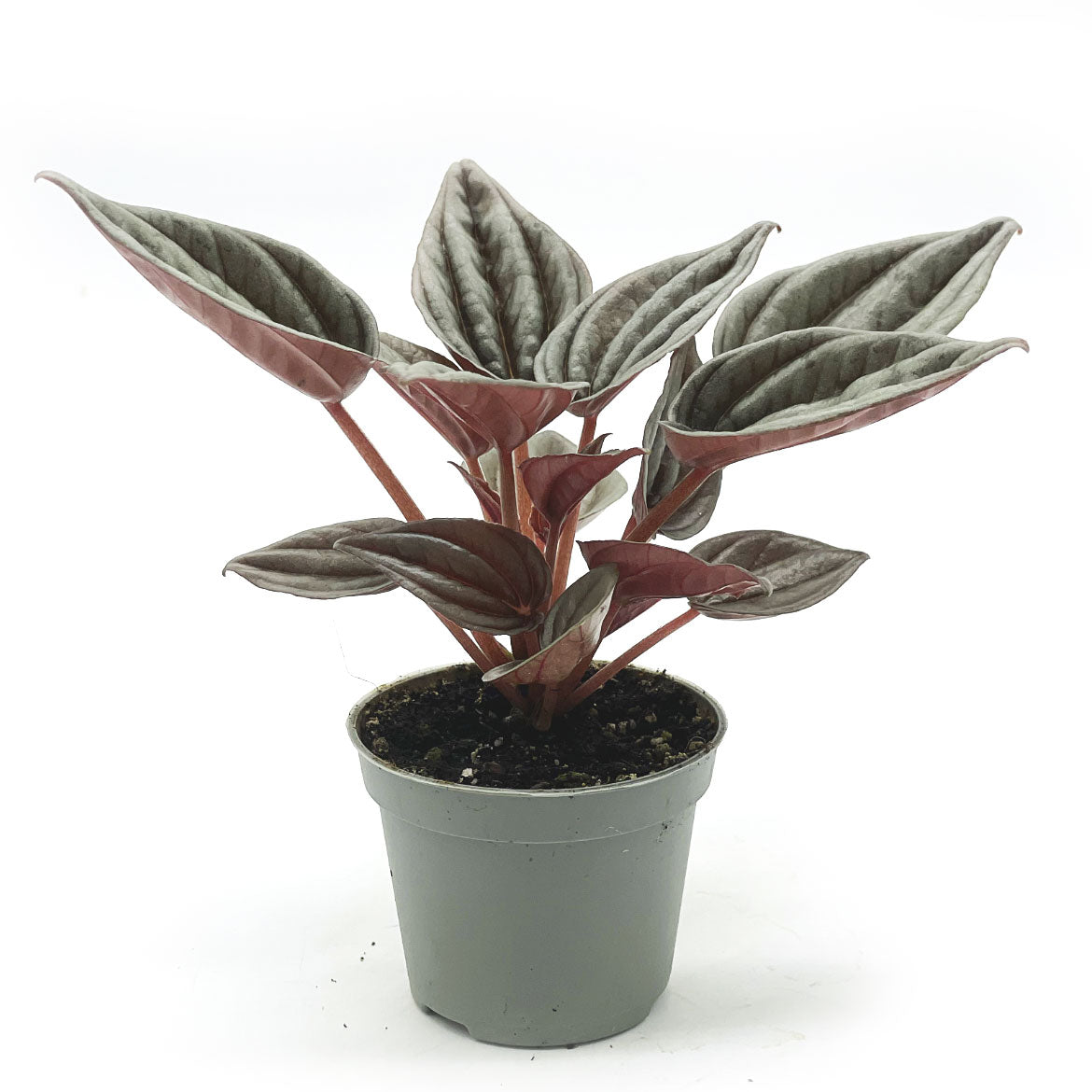 Peperomia caperata 'Mendoza' | Zierpfeffer