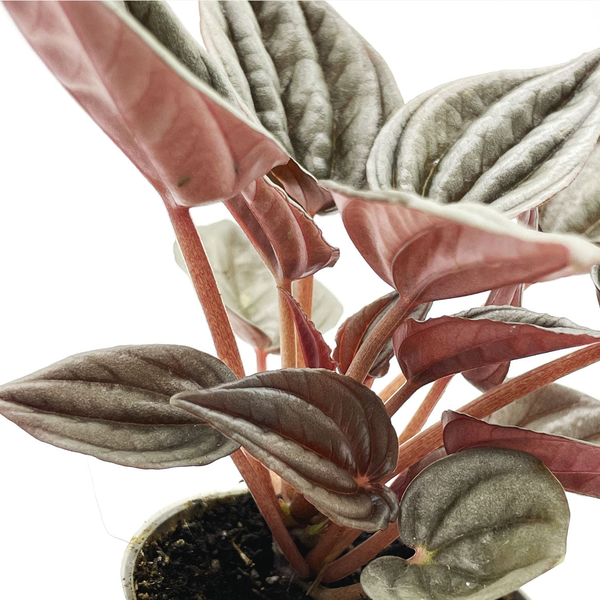 Peperomia caperata 'Mendoza' | Zierpfeffer