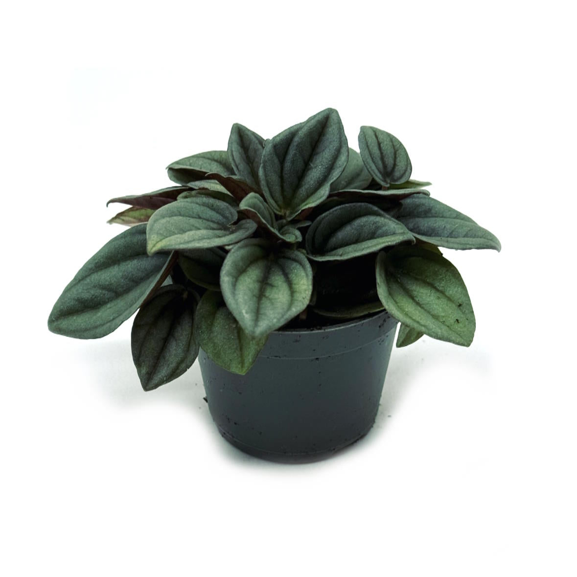 Peperomia caperata 'Napoli Nights' | Zierpfeffer