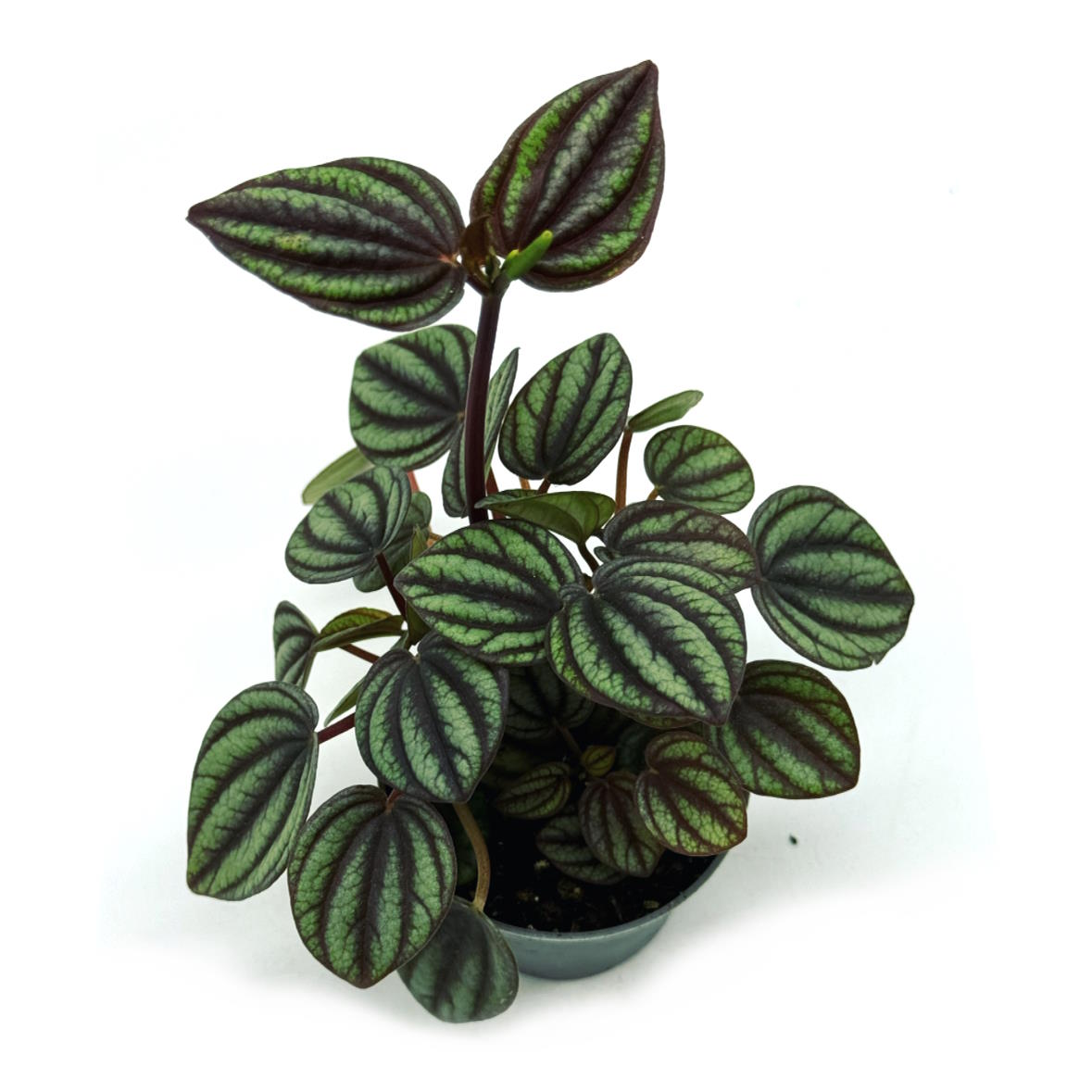 Peperomia albovittata 'Piccolo Banda' | Zierpfeffer