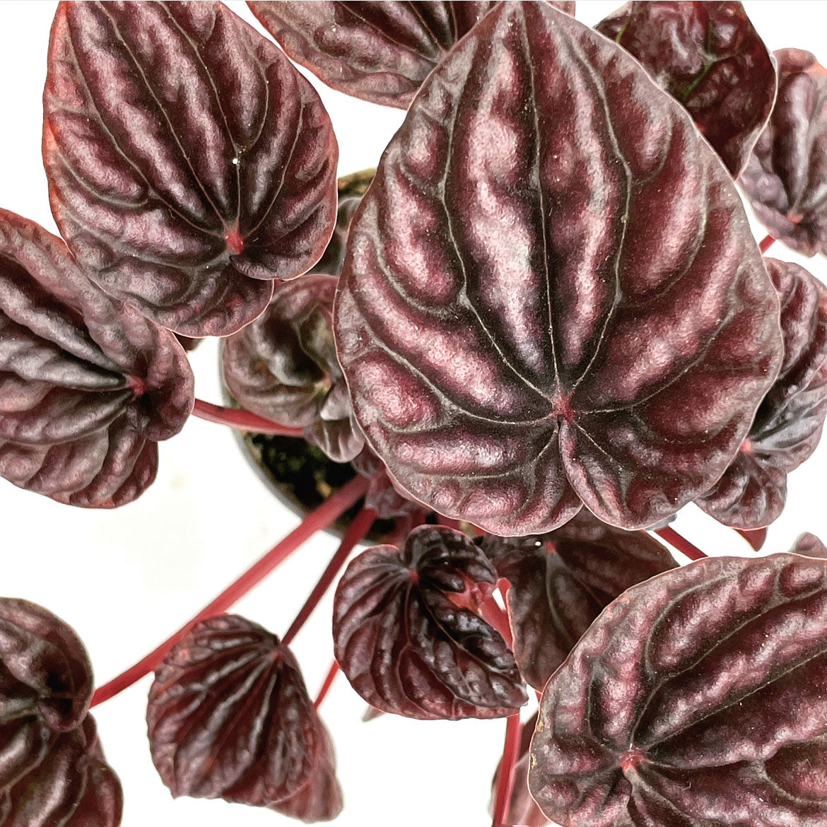 Peperomia caperata 'Red Luna' | Zierpfeffer