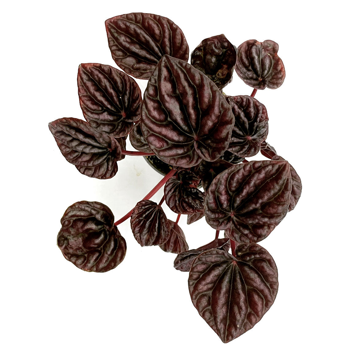Peperomia caperata 'Red Luna' | Zierpfeffer
