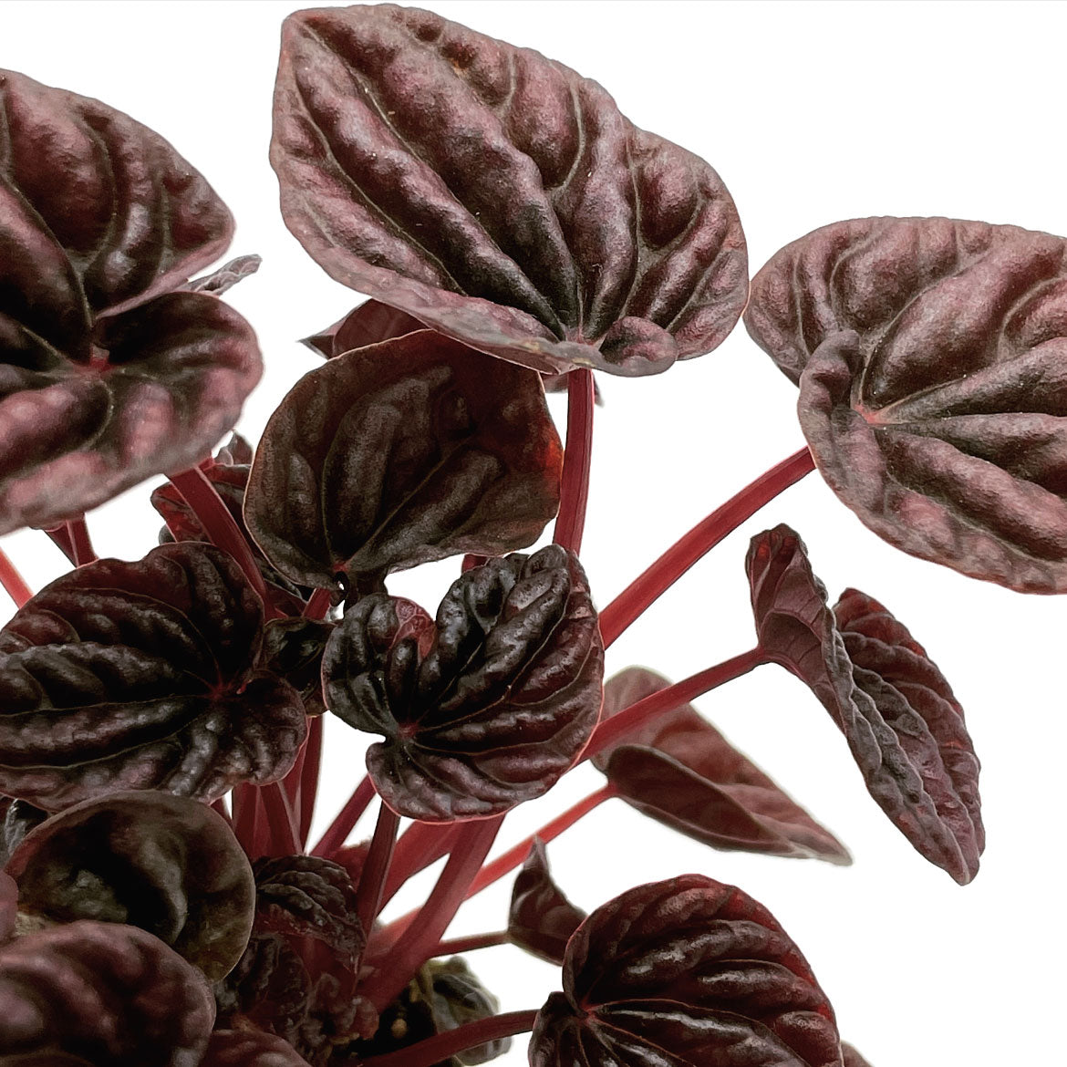 Peperomia caperata 'Red Luna' | Zierpfeffer