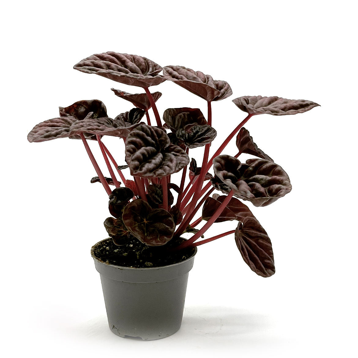 Peperomia caperata 'Red Luna' | Zierpfeffer