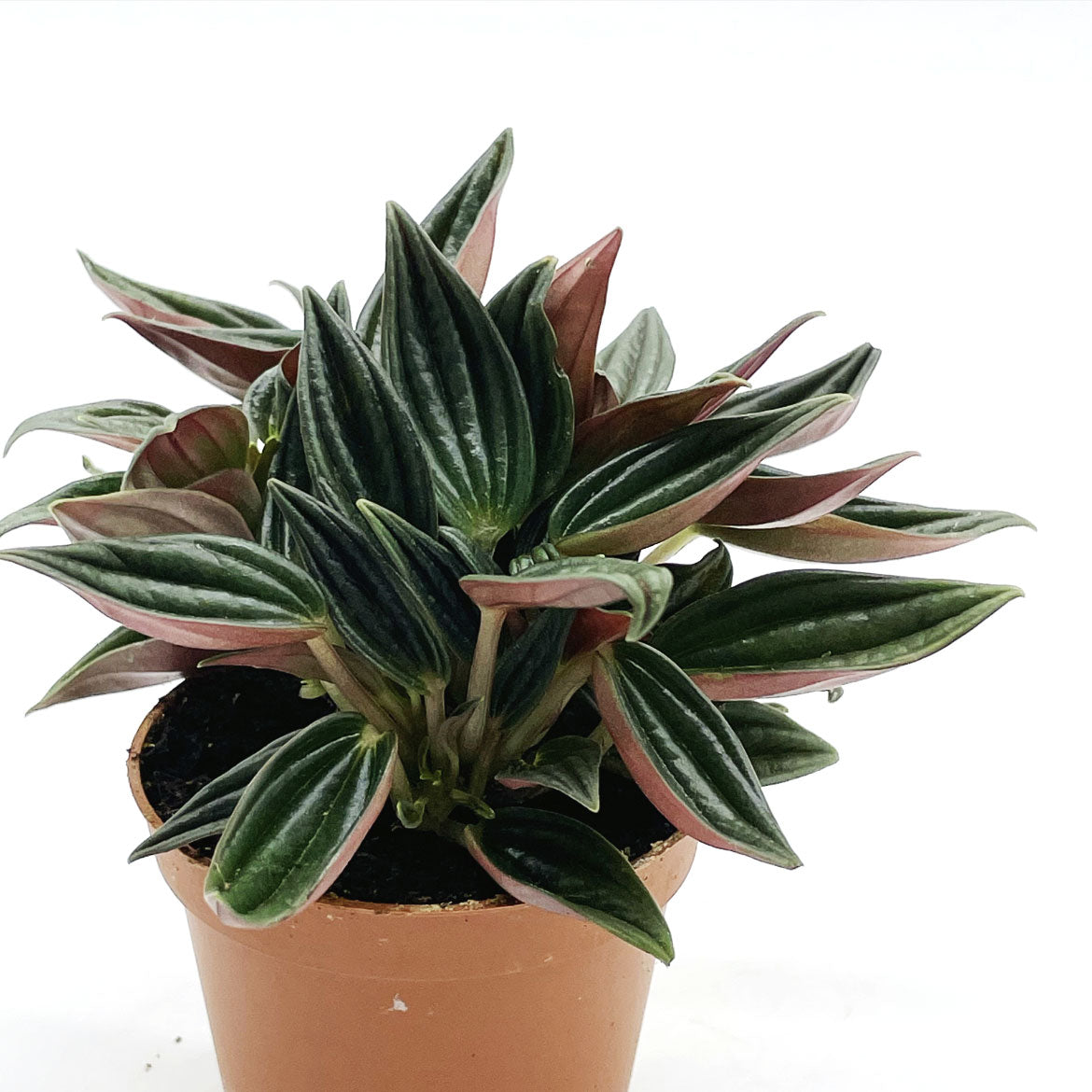 Peperomia caperata 'Rosso' | Zierpfeffer