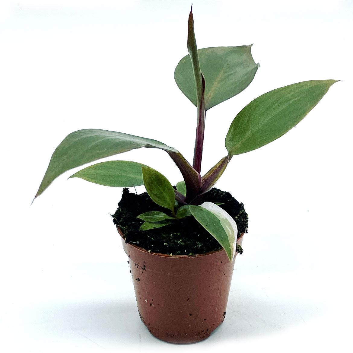 Philodendron erubescens 'Pink Princess' | Baumfreund