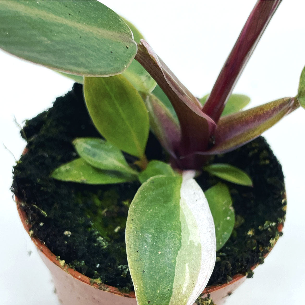 Philodendron erubescens 'Pink Princess' | Baumfreund