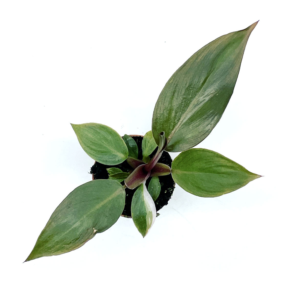 Philodendron erubescens 'Pink Princess' | Baumfreund