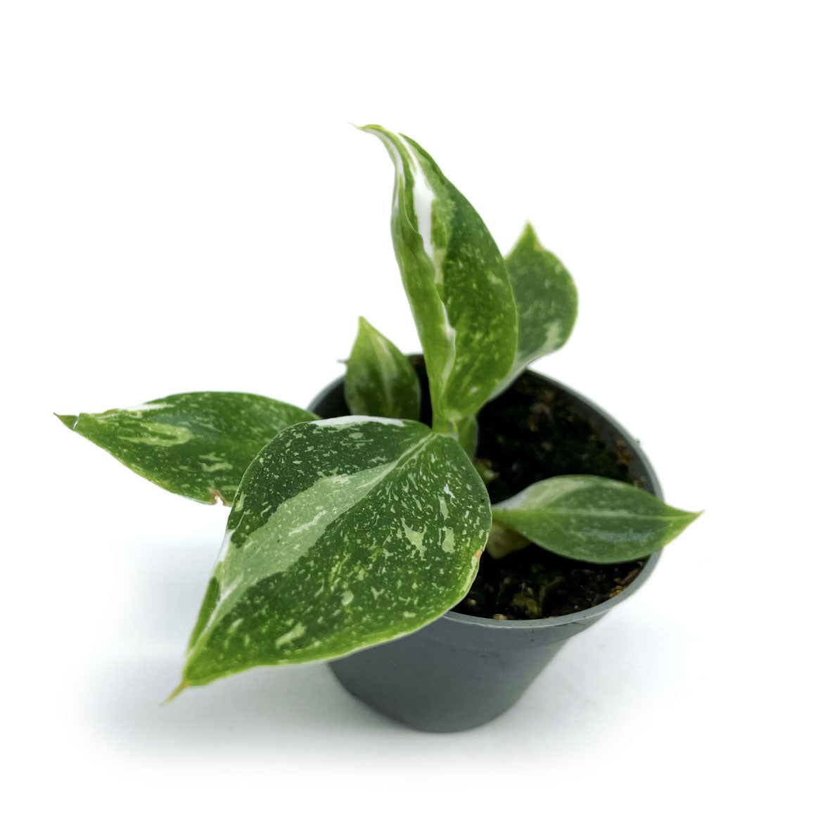 Philodendron erubescens 'White Wizard' | Baumfreund