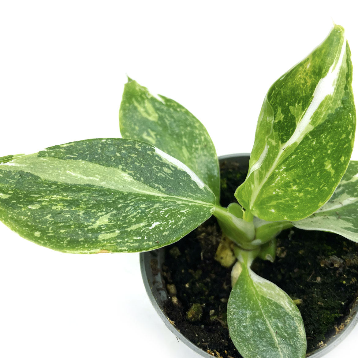 baumfreund philodendron giftig Philodendron erubescens 'White Wizard'