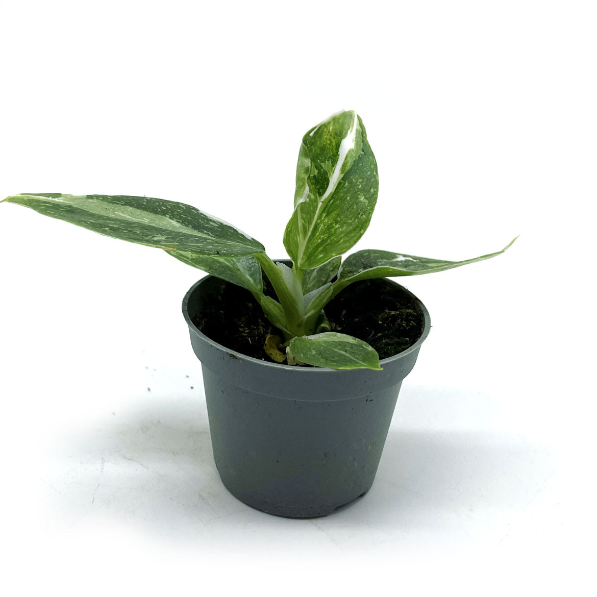 Philodendron erubescens 'White Wizard' | Baumfreund