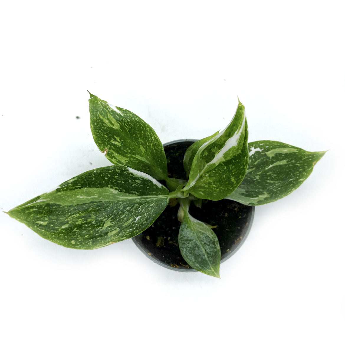 Philodendron erubescens 'White Wizard' | Baumfreund
