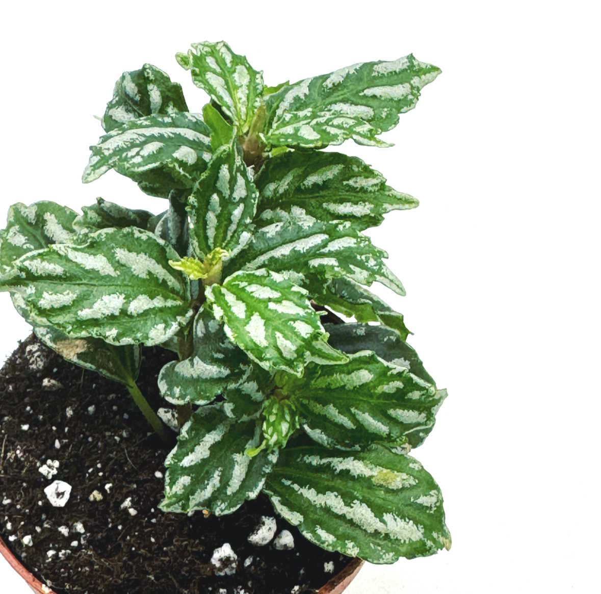 Pilea cadierei | Aluminiumpflanze| Vietnamesische Kanonierblume