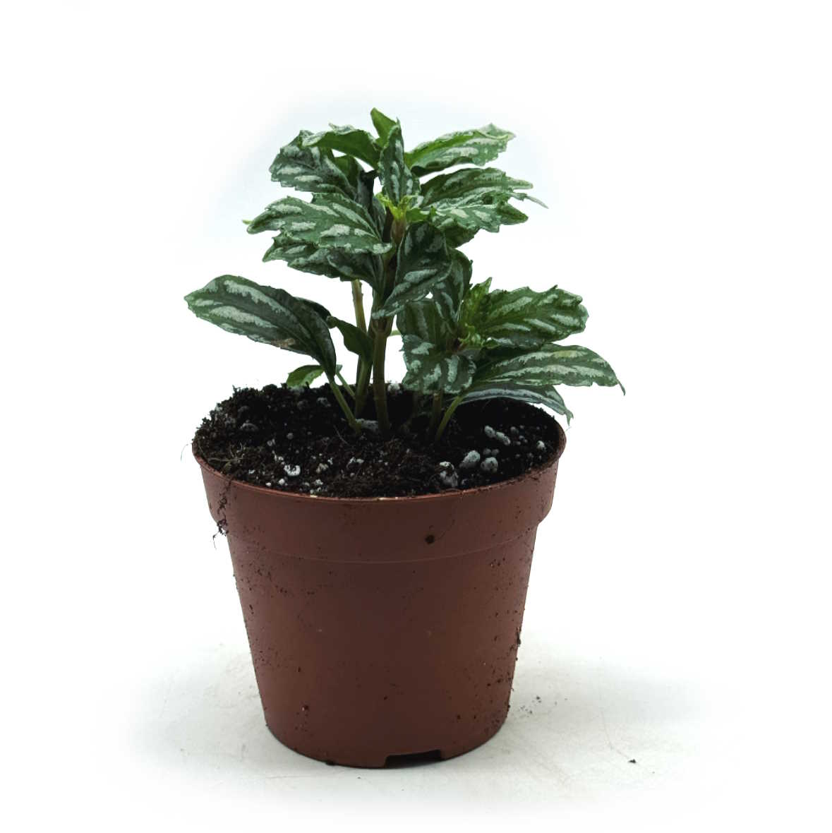 Pilea cadierei | Aluminiumpflanze| Vietnamesische Kanonierblume