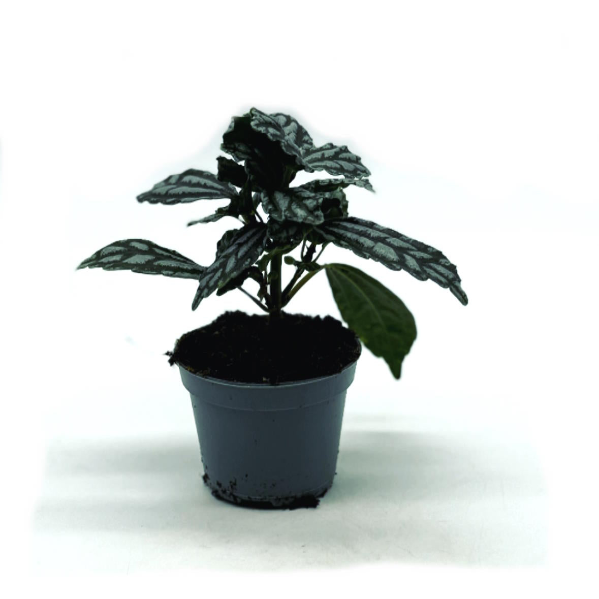 Pilea cadierei | Aluminiumpflanze| Vietnamesische Kanonierblume