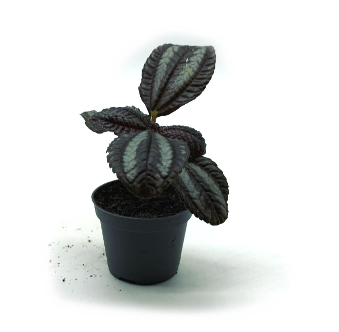 Pilea involucrata 'Norfolk' | Kanonierblume